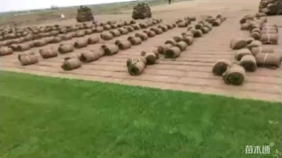 草卷状百慕大草