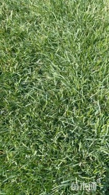 高度1厘米青绿苔草