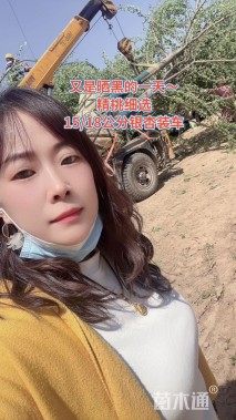 15公分银杏