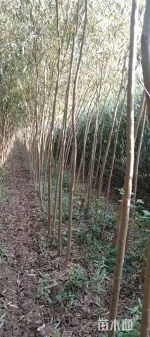 4公分垂柳