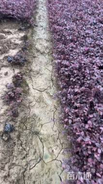 高度30厘米红花继木