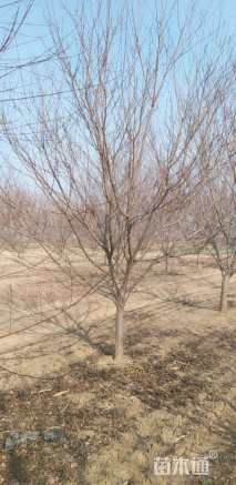 10公分红叶碧桃