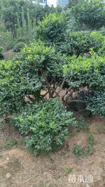 高度5000厘米茶梅