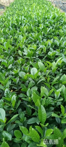 高度15厘米栀子花