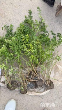 高度40厘米云南黄馨