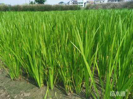 高度40厘米菖蒲