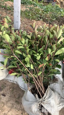 0.3公分红叶石楠