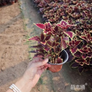 高度15厘米彩叶草