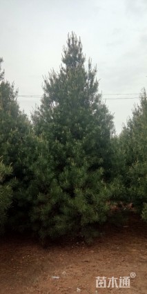 高度500厘米白皮松