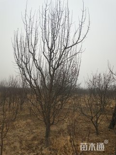 15公分八棱海棠