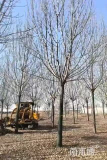 16公分速生白蜡