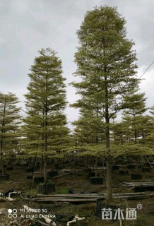 12公分锦叶榄仁