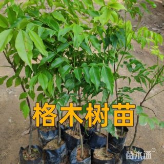 0.5公分格木