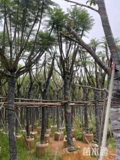 15公分蓝花楹