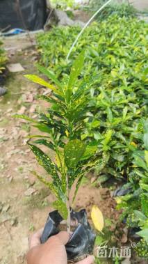 高度30厘米洒金变叶木
