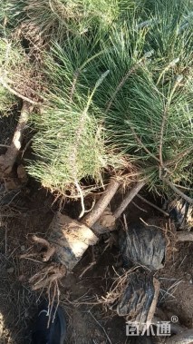 高度60厘米油松