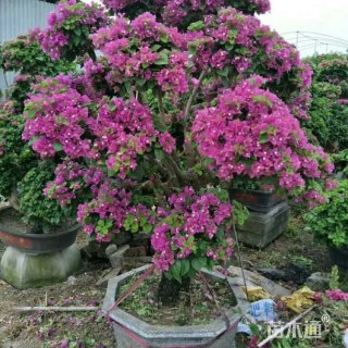 高度30厘米三角梅