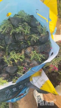 高度20厘米丛生福禄考