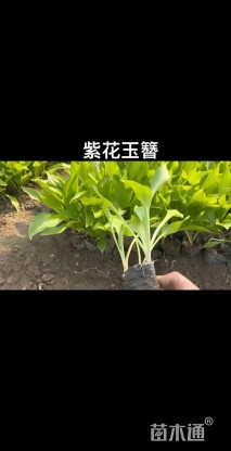 高度20厘米紫花玉簪