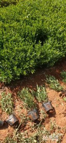 高度20厘米小叶栀子小苗