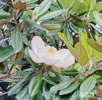 16公分广玉兰