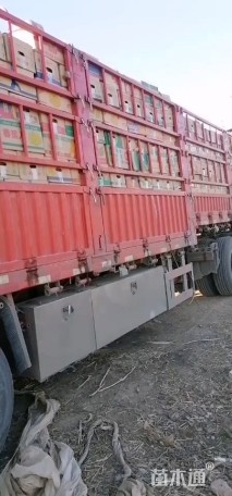 高度20厘米夏堇