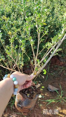 高度30厘米龟甲冬青
