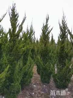 高度100厘米龙柏
