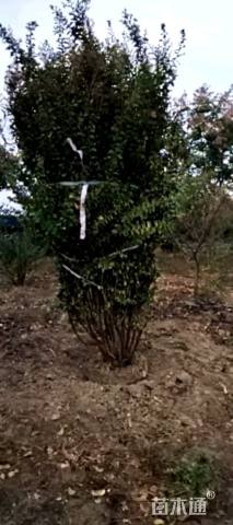 高度250厘米丛生紫薇