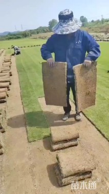 草卷状马尼拉草