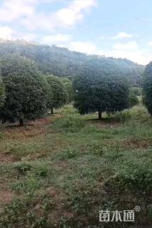 7公分桂花