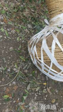 冠幅250厘米桂花球