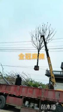 14公分麻楝