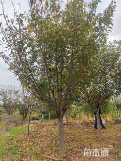 14公分日本晚樱