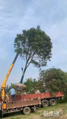 18公分大叶女贞