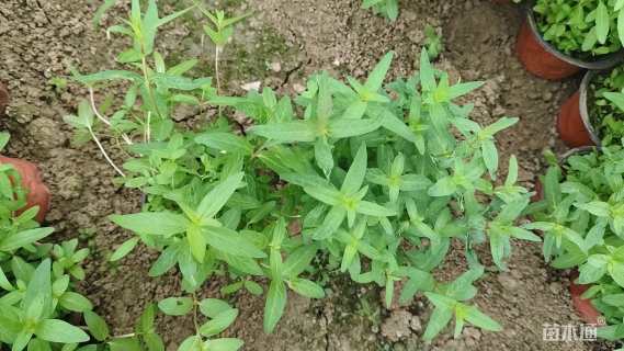 高度25厘米千屈菜