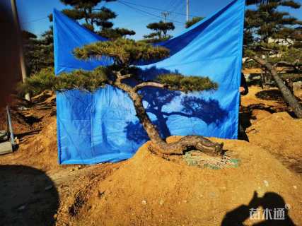 20公分造型赤松