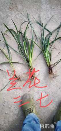 高度25厘米兰花三七草