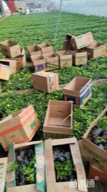 高度15厘米黄金菊