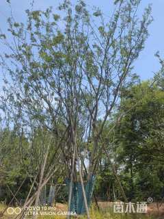 70公分(7杆)丛生朴树