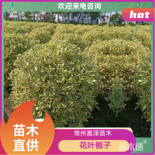 高度120厘米花叶栀子