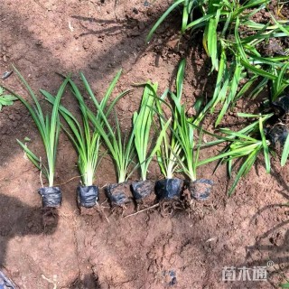 高度25厘米吉祥草
