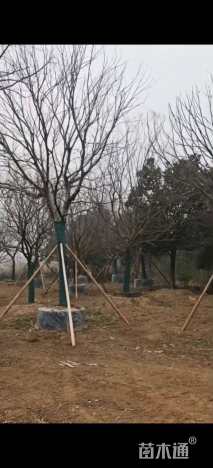 16公分乌桕