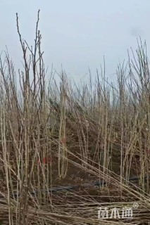 高度200厘米丛生木槿
