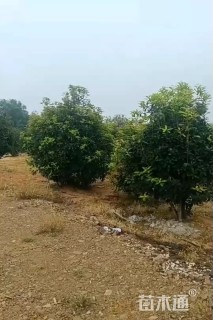 高度250厘米丛生桂花