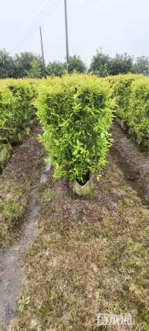 高度120厘米金冠女贞