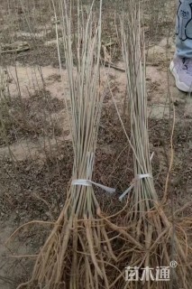 高度150厘米紫穗槐小苗