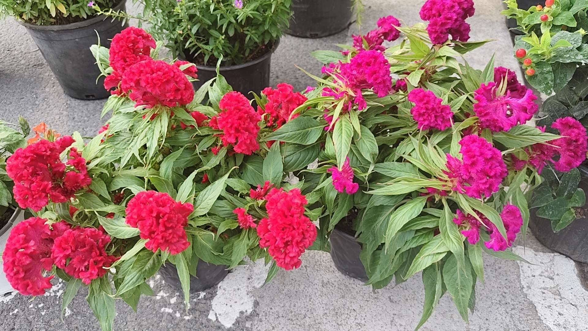 高度30厘米鸡冠花