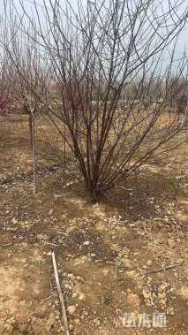 高度100厘米丛生榆叶梅
