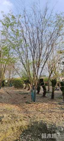 10公分(4杆)丛生榉树